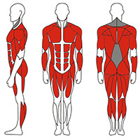 Тренируемые группы мышц